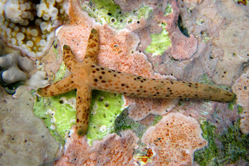 Sea star Linckia Laevigata regrowing from a piece of starfish