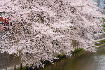 Obraz na płótnie Canvas 春、桜