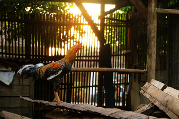 a rooster perched on wood against a sunset light background