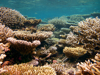 Naklejka na ściany i meble Beautiful coral reef of Maldives