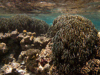 Naklejka na ściany i meble Rare Blue Coral - Heliopora Coerulea - Octocorallia - Alcyonaria