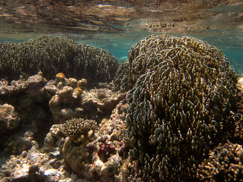 Rare Blue Coral - Heliopora Coerulea - Octocorallia - Alcyonaria