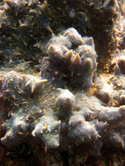 Unknown sponge or Ascidian close up on coral reef of Maldives