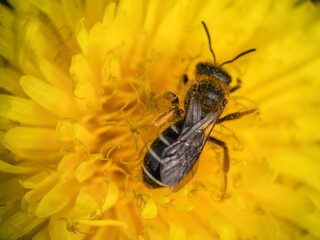 Sweat bee Halictus rubicundus head down pollinating dandelion.