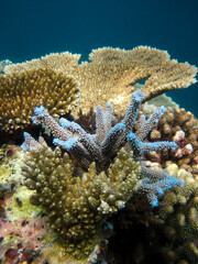 Naklejka na ściany i meble Acropora mixed corals on the edge of coral reef in Maldives