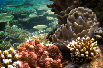 Naklejka na ściany i meble Biodiversity of coral families (Acropora sp. Sinularia sp. Acropora Hyacinthus) on coral reef of Maldives seascape underwater