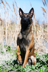 training of belgian shepherd