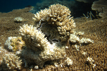 Naklejka na ściany i meble Young coral formation growing on hard coral Acropora hyacinthus
