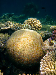 Platygyra Daedalea - Hard coral - Stony coral - Brain coral