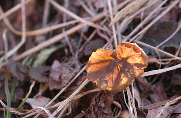 Brown leaf on the background of dry grass