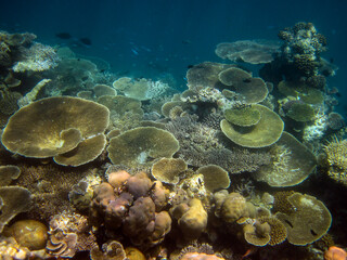 Naklejka na ściany i meble Seascape of beautiful natural environment of coral reef in Maldives
