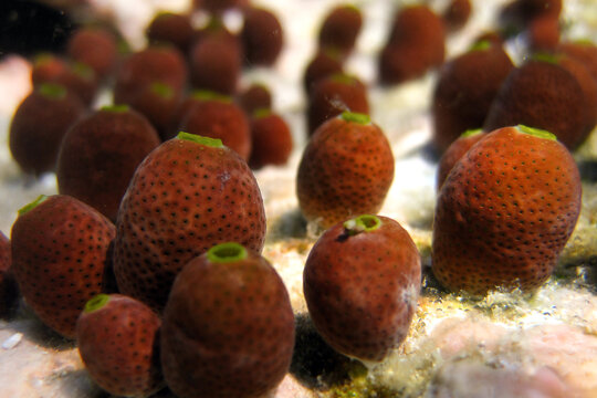 Ascidians - Didemnum molle - Sea Squirt - Tunicates