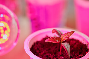 Pepper seedlings in a plastic cup on artificial illumination under a phytolamp with blue and red radiation spectrum. Macro photography.