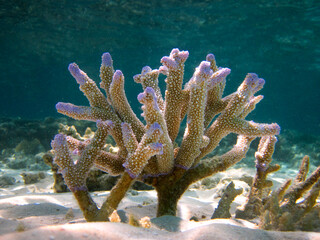 Stony coral formation