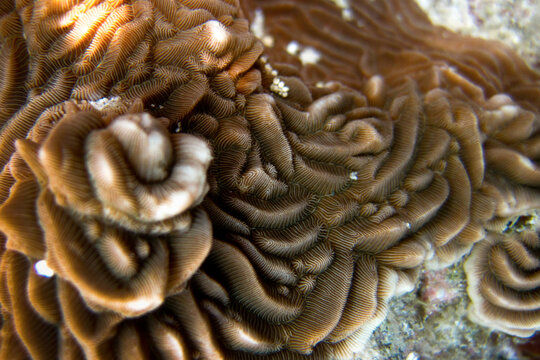 Pachyseris sp. - Agariciidae Stony Coral - Hard Coral Close up