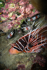 Pterois Radiata or Lionfish
