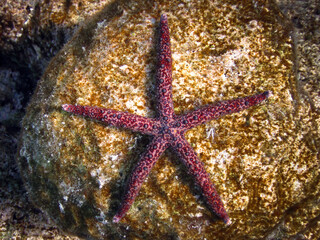 Gomophia Egyptiaca - Egyptian Sea Star - Starfish