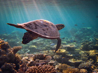 Hawksbill sea turtle - Eretmochelys imbricata swimming over coral reef