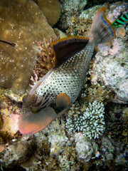 Naklejka na ściany i meble Yellow-Margin Triggerfish - Pseudobalistes Flavimarginatus