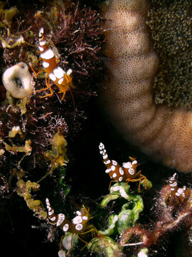 Thor Amboinensis - Squat Shrimp - Sexy Shrimp macro close up