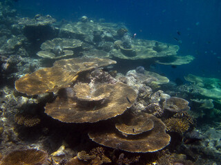 Fototapeta na wymiar Acropora Hyacinthus group of hard stony coral formations