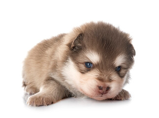 Obraz premium young Finnish Lapphund in studio