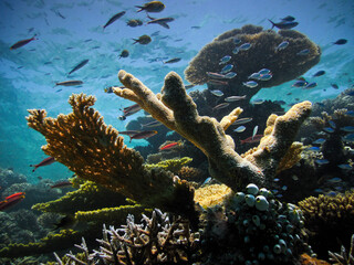 Naklejka na ściany i meble Beautiful Biodiversity Underwater on Coral Reef of Maldives