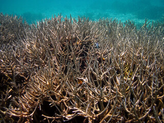 Naklejka na ściany i meble Underwater field of Acropora Formosa - Hard Coral - Stony Coral