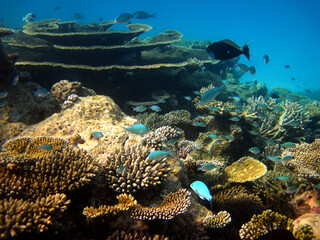 Naklejka na ściany i meble Biodiversity on coral reef of Maldives