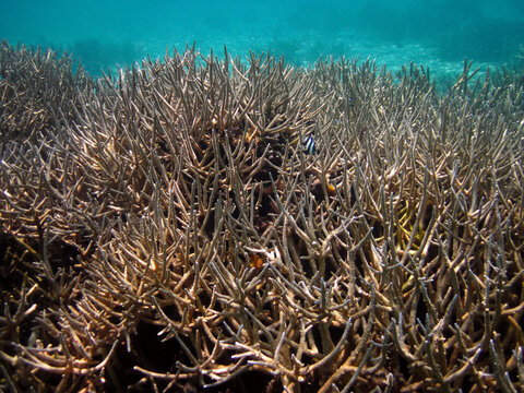 Underwater field of Acropora Formosa - Hard Coral - Stony Coral