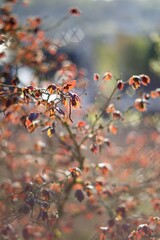 Feuillage orange arbre nature biodiversité