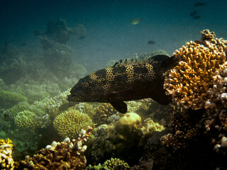 Snout-spots Grouper - Epinephelus Polyphekadion - Camouflage Grouper