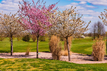 Romantic trees with colorful blossoms at a sand bunker on the green lawn of a lovely golf course in spring