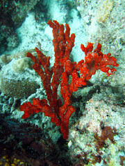 Fototapeta na wymiar Acarnus sp. - Orange Sea Sponge - Red Sea Sponge