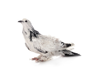Frillback pigeon in studio