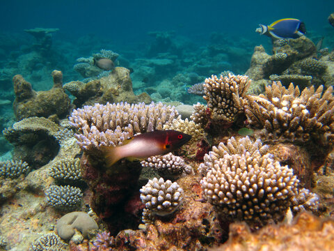 Axilspot hogfish - Bodianus Axillaris on coral reef of Maldives