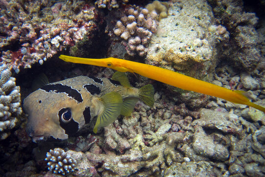 Diodon Liturosus - Balloonfish with a Yellow Chinese Trumpetfish - Aulostomus Chinensis