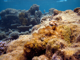 Stonefish - Synanceia Verrucosa on a reef in Maldives