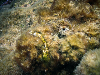 Naklejka na ściany i meble Stonefish close up macro - Synanceia Verrucosa on a reef in Maldives