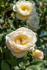 Beautiful blooming bud or inflorescence of a Rose climbing "Uetersener Klosterrose" close-up. Photo for the catalog of plants of the garden center or plant nursery. Sale of green space.
