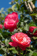 Beautiful blooming bud or inflorescence of a Rose climbing "Rosanna" close-up. Photo for the catalog of plants of the garden center or plant nursery. Sale of green space.