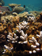 Fototapeta na wymiar Acropora formosa young colonies on a coral reef