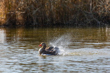 With lots of water splashes, a mallard duck grooms itself in a natural pond in Germany in springtime