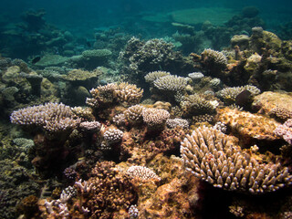 Naklejka na ściany i meble Coral reef seascape in Maldives