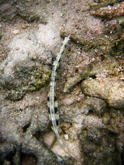 Obraz na płótnie Canvas Reef top Pipefish - Corythoichtys haematopterus - Messmate pipefish - Pipefish