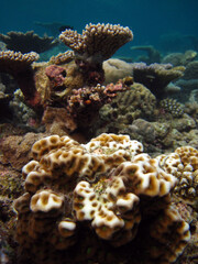 Fototapeta na wymiar Favites halicora - hard coral stony coral in Maldives