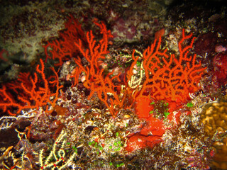 Red colour sea fan or Gorgonian Coral on coral reef of Maldives