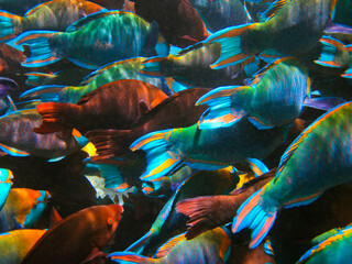 Life on the coral reef - School of fish only tails pattern - Parrotfish