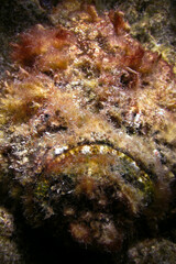 Obraz na płótnie Canvas Stone fish close-up portrait - Synanceia Verrucosa