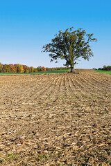 Corn Field With Oak Tree in Autumn